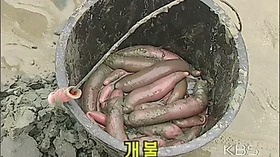 새만금 방조제 물길 막히자 백합 양식장 100% 폐사하며 갯벌 썩어