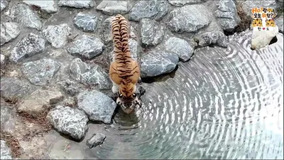 축구장 6개 크기 호랑이숲, 백두산호랑이 식단은 닭고기와 소고기