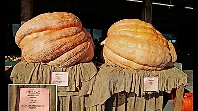 1톤 넘는 '괴물 호박' 시즌 개막…세계기록은 1278.8kg, 3000파운드 벽 넘을까