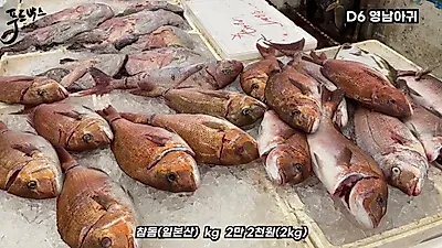 노량진 수산시장 방어 시즌 개시…눈 상한 참돔은 가성비로 선택